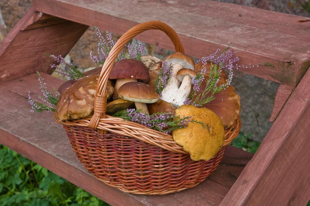 Agroturystyka Sominy Piotr *